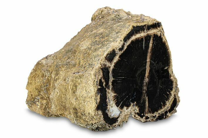 Polished Petrified Wood (Schinoxylon) Log - Blue Forest, Wyoming #297309